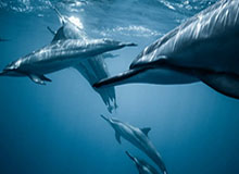 开云官网-勒韦尔首当第六人大获成功 纳什望他成为篮网马努